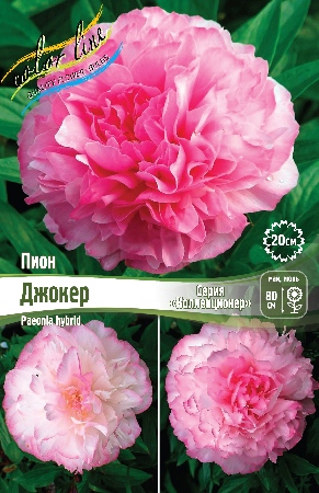 Пион Джокер 2/3 1шт (Колорлайн)