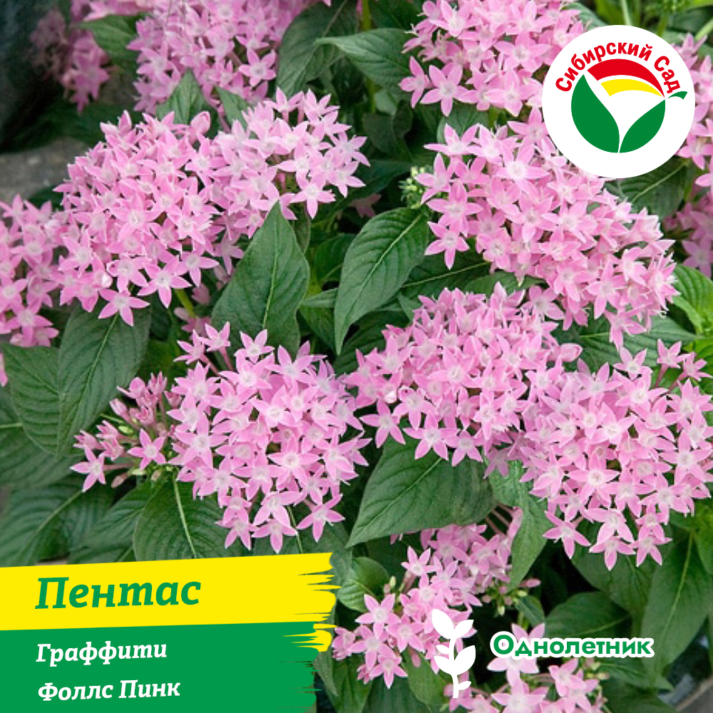 Пентас Граффити Флирти Пинк 1л 1шт (ящик*12шт/1л*4шт)