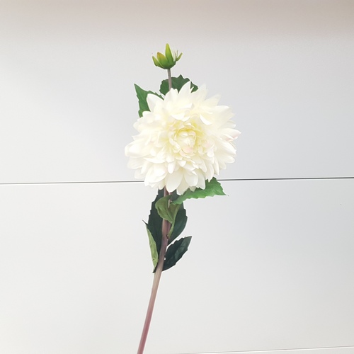 Георгин 60см (Сиб Сад)