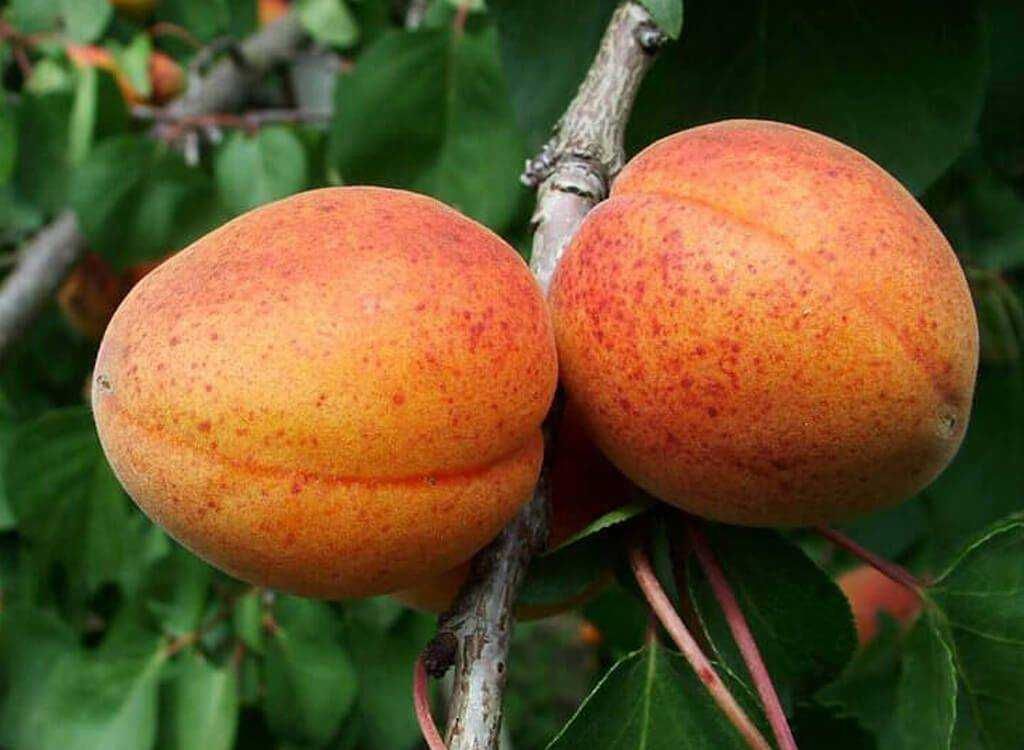 Абрикос Алеша (саженец с этикеткой) 1шт (Сиб Сад)