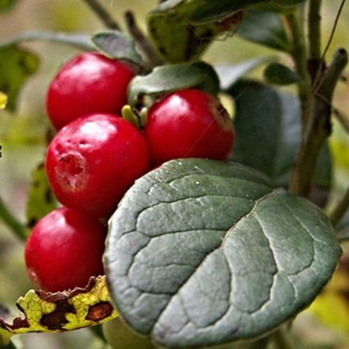 Брусника Руно Билявски (коробка) 1шт (Поиск)