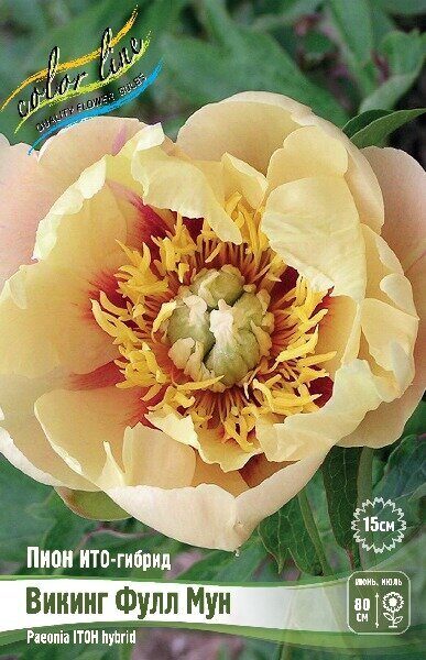 Пион Викинг Фулл Мун (ИТО) 2/3 1шт (Колорлайн)