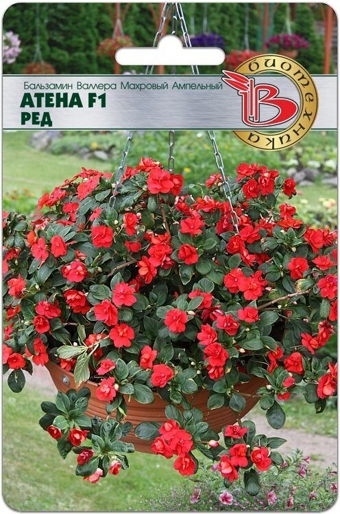Бальзамин Валлера махровый Атена F1 Рэд однолетник 8шт (Биотехника)