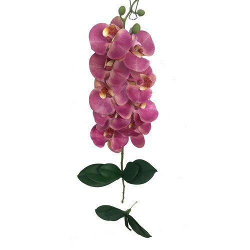 Орхидея листья 15см (Сиб Сад)