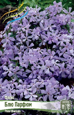 Флокс Блю Парфюм 2шт (Колорлайн)
