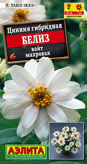 Цинния Белиз вайт махровая 5шт (Аэлита)