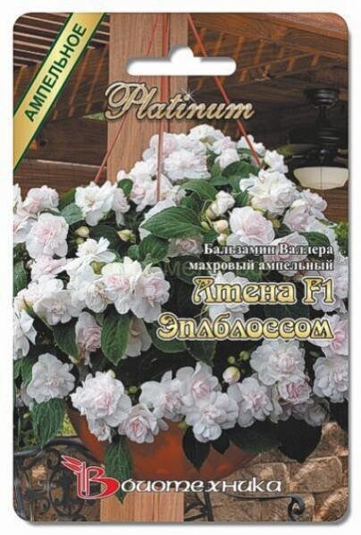 Бальзамин Валлера махровый АтенаF1 Эплблоссом 8шт (Биотех.)