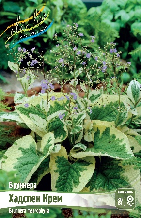 Бруннера Хадспен Крем 1шт (Колорлайн)