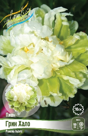 Пион Грин Хало 2/3 1шт (Колорлайн)