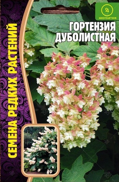 Гортензия Дуболистная многолетник 20шт (Ред.Сем)