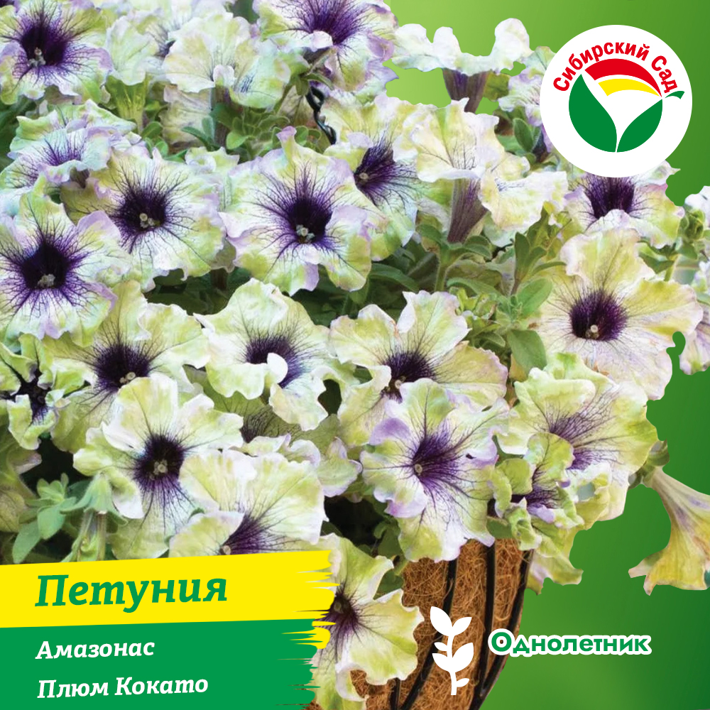 Петуния Амазонас Плюм Кокато (вегетативная) 2л 1шт (ящик*8шт/2л*2шт)