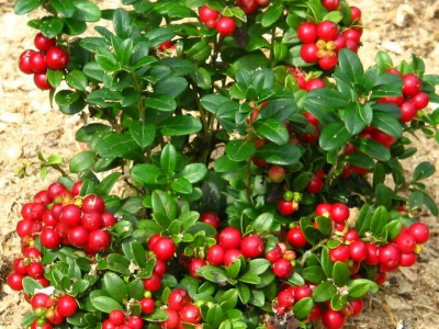 Брусника Файрболлз (коробка) 1шт (Поиск)