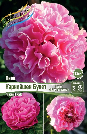 Пион Карнейшен Букет 2/3 1шт (Колорлайн)
