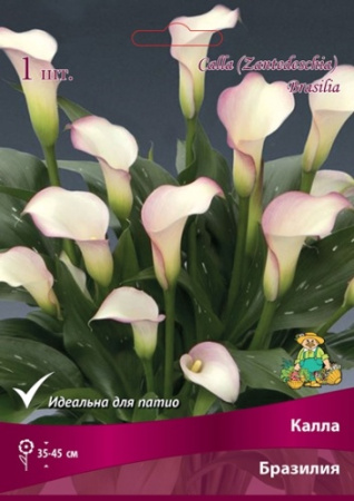 Калла Бразилия 14/16 1шт (Поиск)