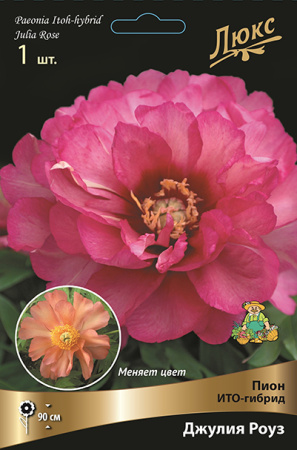 Пион Джулия Роуз (ИТО) 2/3 1шт (Поиск)