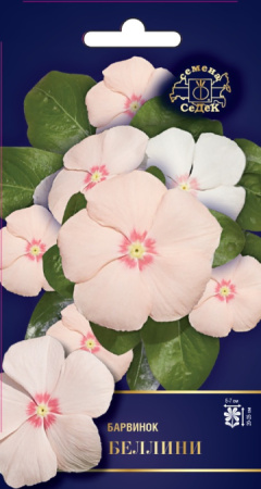 Барвинок Беллини F1 однолетник 5шт (Седек)