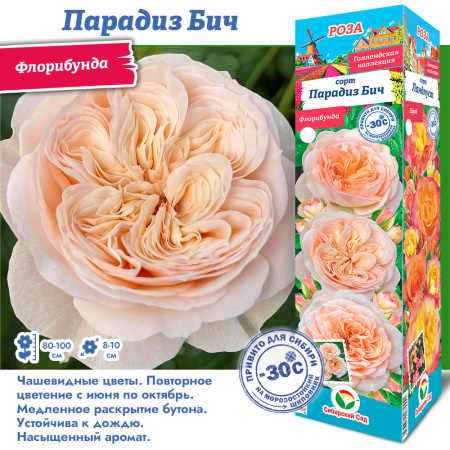 Роза Парадиз Бич (Флорибунда) 1шт (Сиб сад)