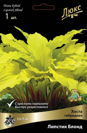 Хоста Липстик Блонд 1шт (Поиск)