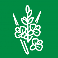 Гладиолусы