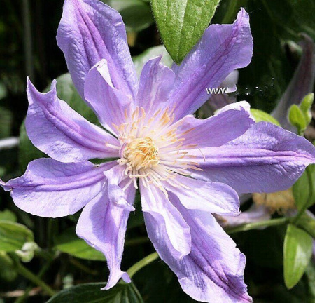 Клематис Блю Ривэ (коробка) 1шт (Поиск)