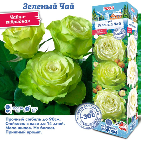 Роза Зеленый Чай/Грин Ти (Чайно-гибридная) 1шт (Сиб сад)