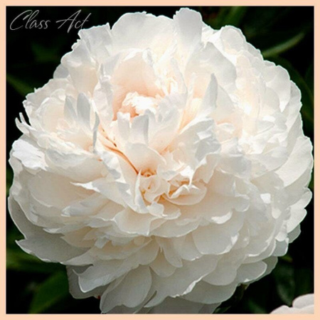 Пион Класс Акт 2/3 1шт (Поиск)