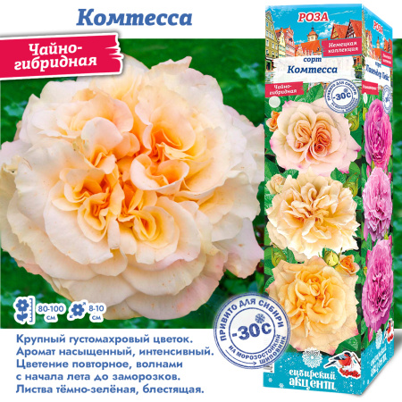 Роза Комтесса (Чайно-гибридная) 1шт (Сиб сад)