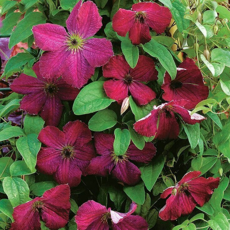 Клематис Карменсита (коробка) 1шт (Поиск)