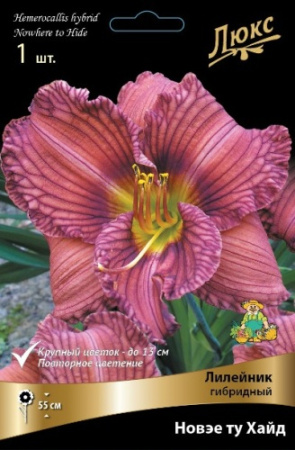 Лилейник Новэе ту Хайд 1шт (Поиск)
