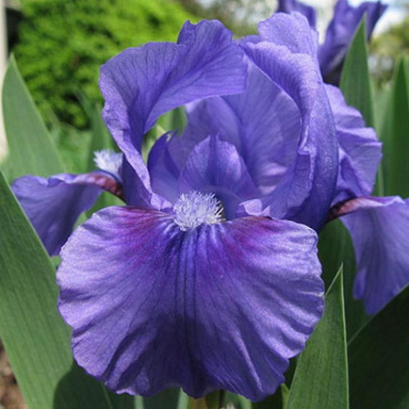 Ирис Бенбери Раффлс (Карликовый) 1шт (Поиск)