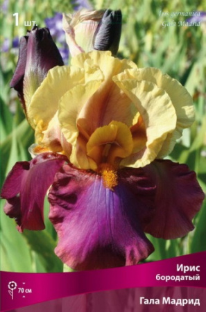 Ирис Гала Мадрид (Германский) 1шт (Поиск)