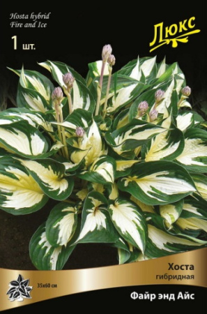 Хоста Файр энд Айс 1шт (Поиск)