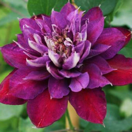 Клематис Темптейшн (коробка) 1шт (Поиск)