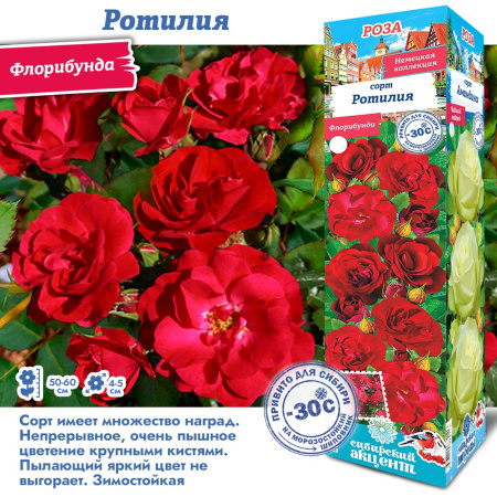 Роза Ротилия (Флорибунда) 1шт (Сиб сад)