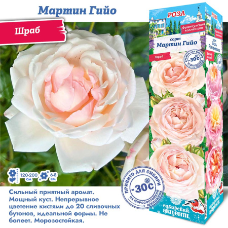 Роза Мартин Гийо (Шраб) 1шт (Сиб сад)