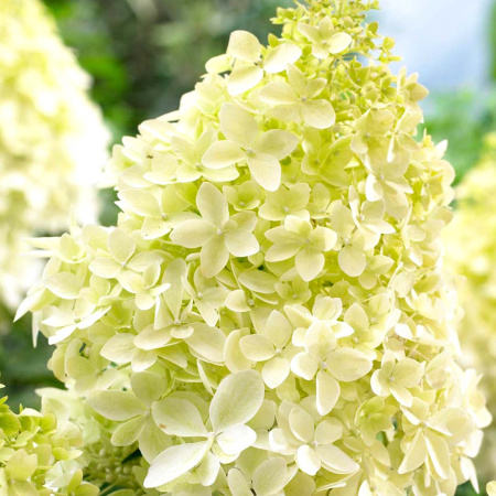 Гортензия Фантом (Метельчатая) 1шт (Поиск)