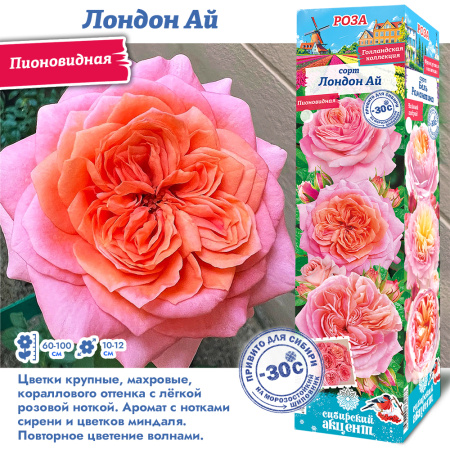 Роза Лондон Ай (Пионовидная) 1шт (Сиб сад)