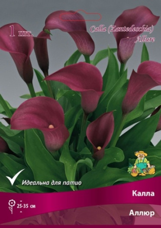 Калла Аллюр 14/16 1шт (Поиск)