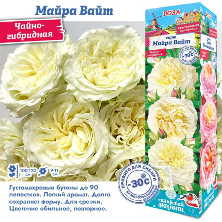 Роза Майра Вайт (Чайно-гибридная) 1шт (Сиб сад)