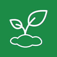 Рассада цветов