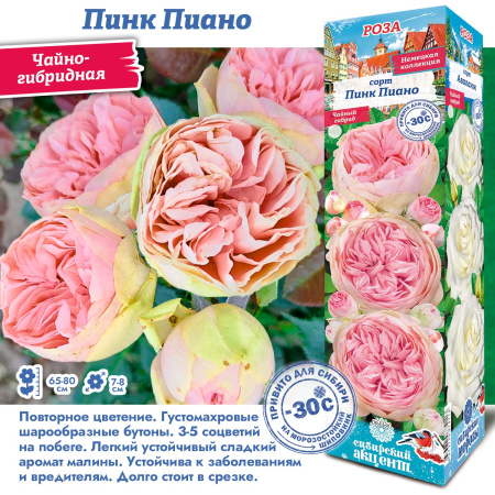 Роза Пинк Пиано (Чайно-гибридная) 1шт (Сиб сад)