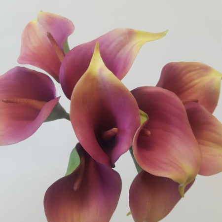 Цветы Калла букет из 9шт (Сиб Сад)(24шт)