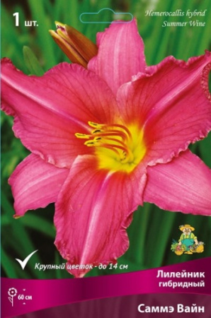 Лилейник Саммэ Вайн 1шт (Поиск)