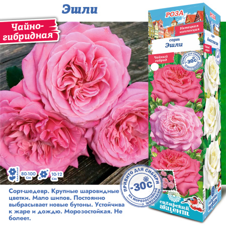 Роза Эшли (Чайно-гибридная) 1шт (Сиб сад)